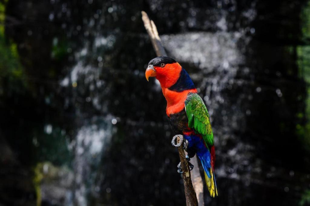 Wood Pecker Hotel Pakualaman Luaran gambar